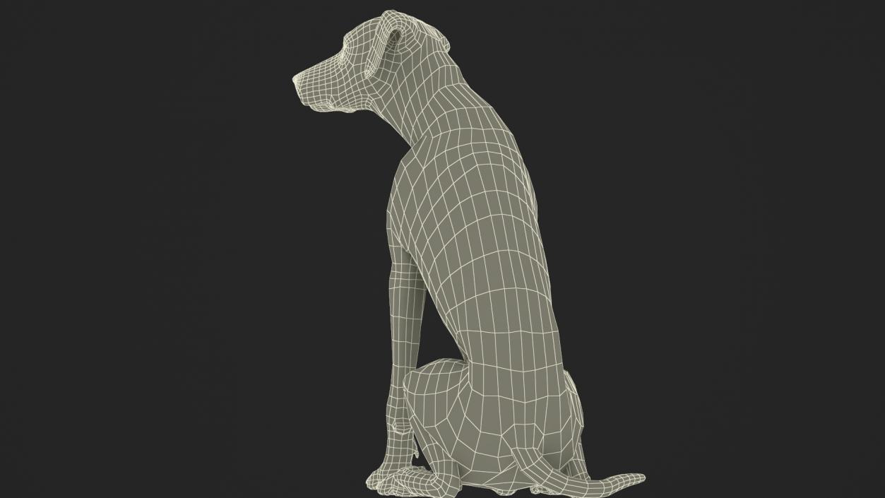 3D Spotted Sitting Dalmatian Dog Fur model