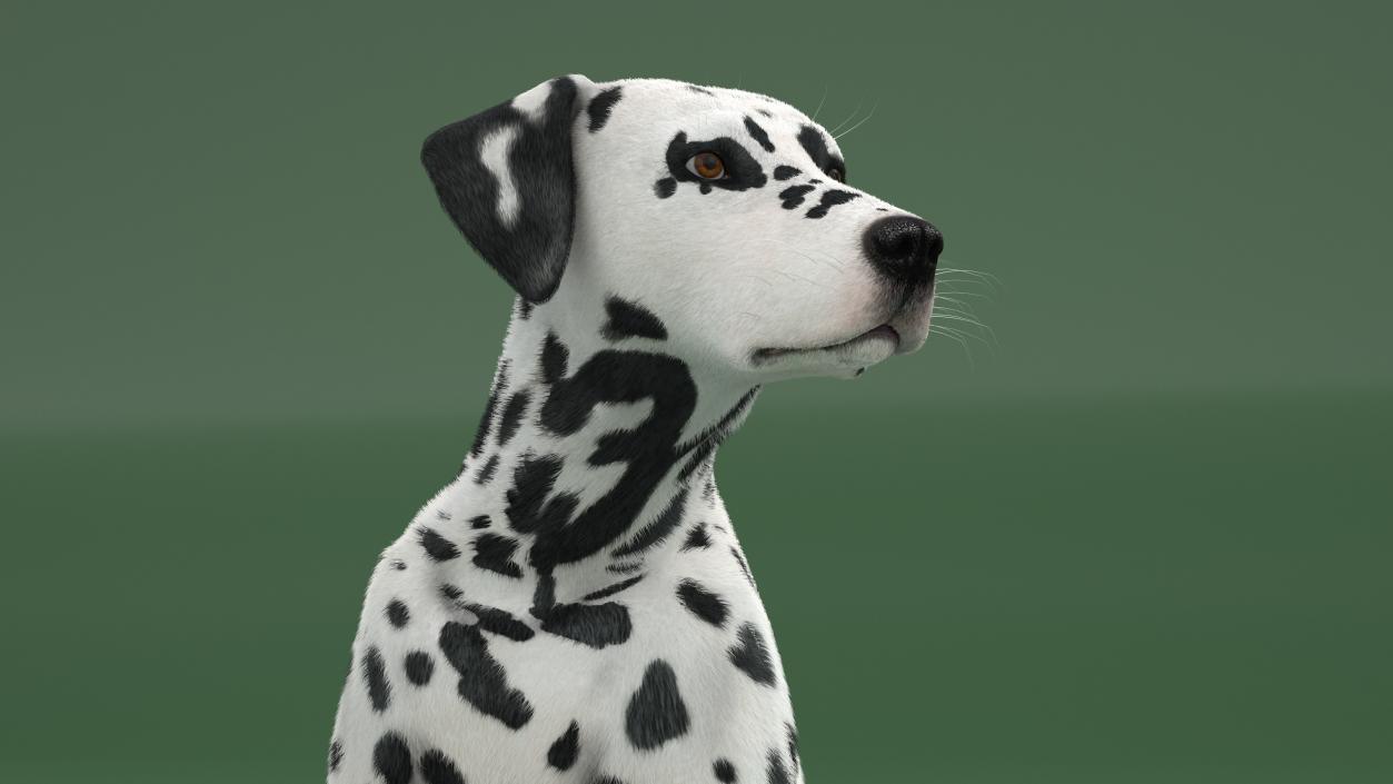 3D Spotted Sitting Dalmatian Dog Fur model