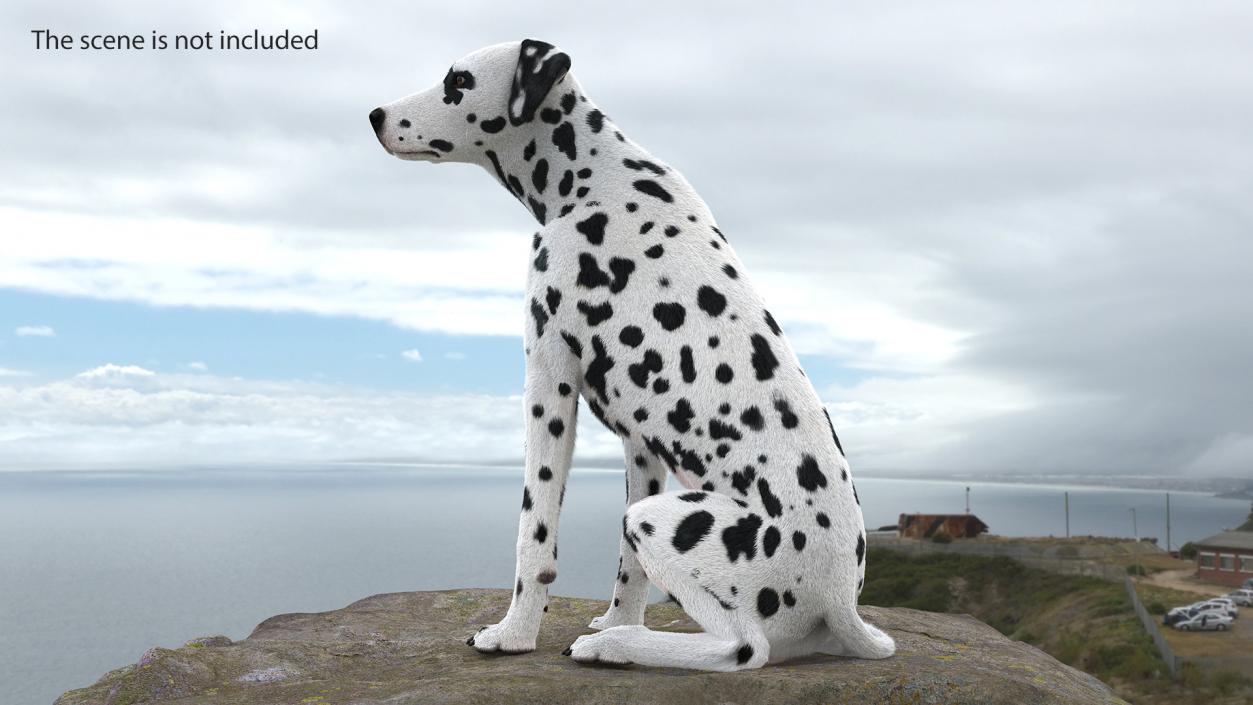 3D Spotted Sitting Dalmatian Dog Fur model