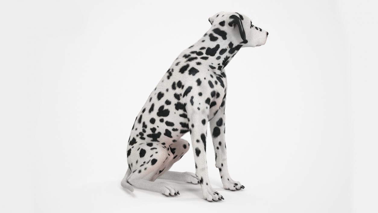 3D Spotted Sitting Dalmatian Dog Fur model