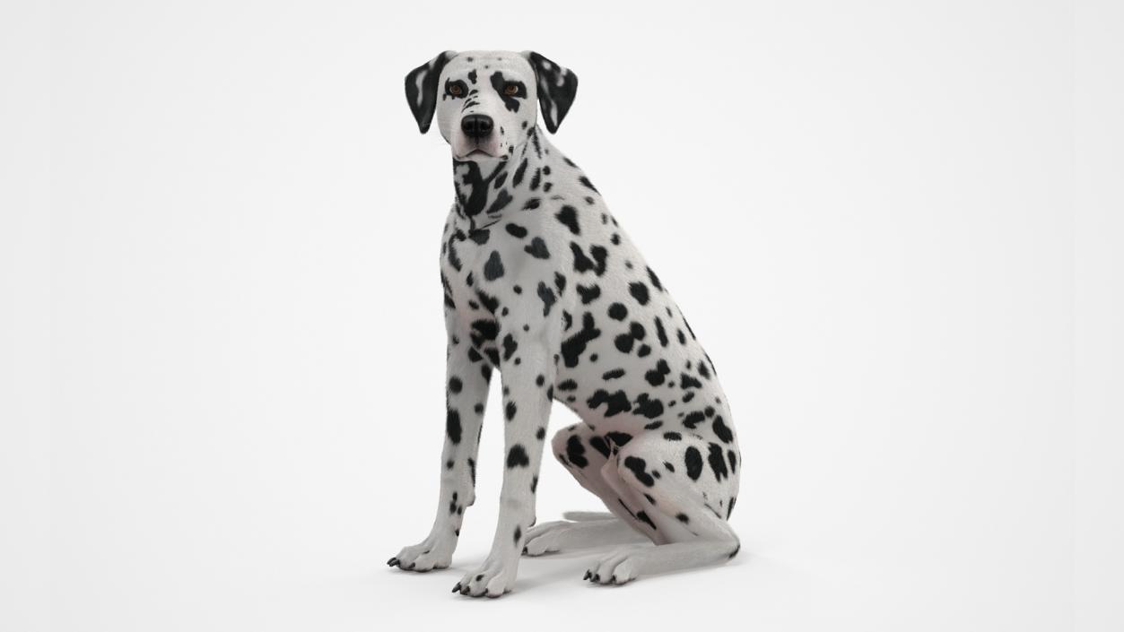 3D Spotted Sitting Dalmatian Dog Fur model