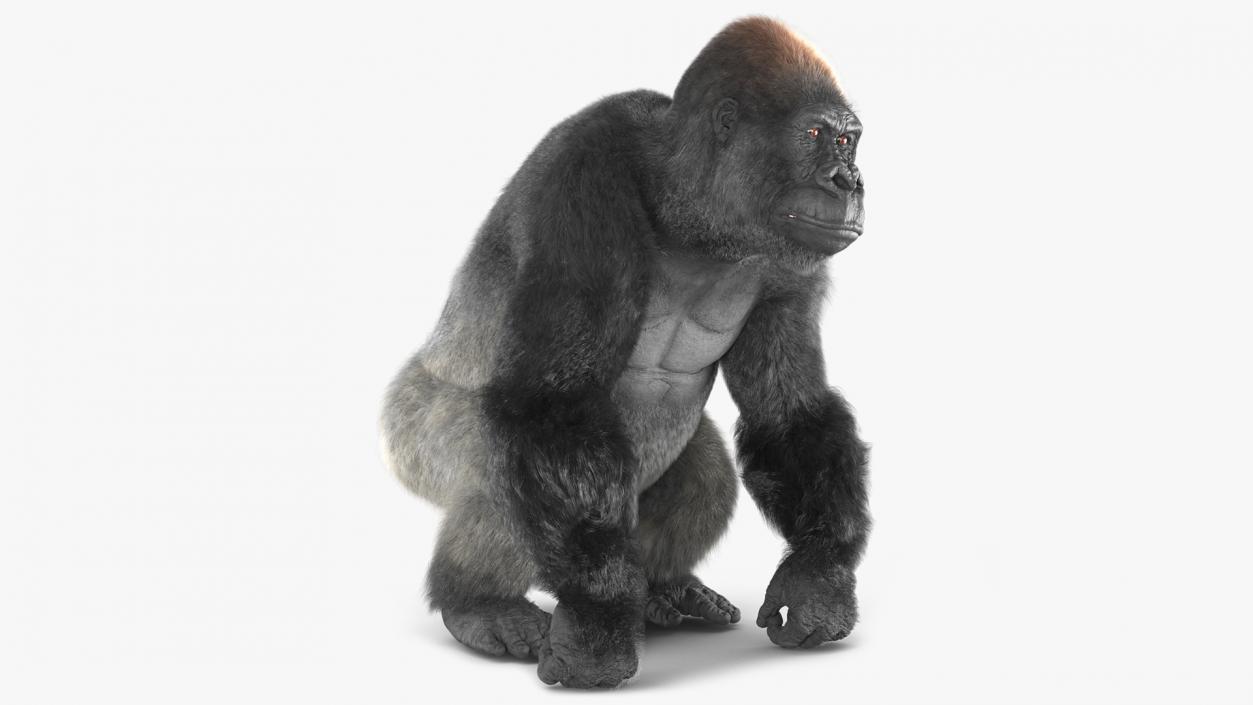 Gorilla Fur Animated Rigged 3D