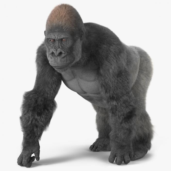 Gorilla Fur Animated Rigged 3D