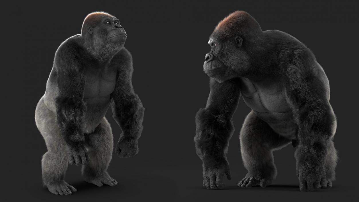 Gorilla Fur Animated Rigged 3D