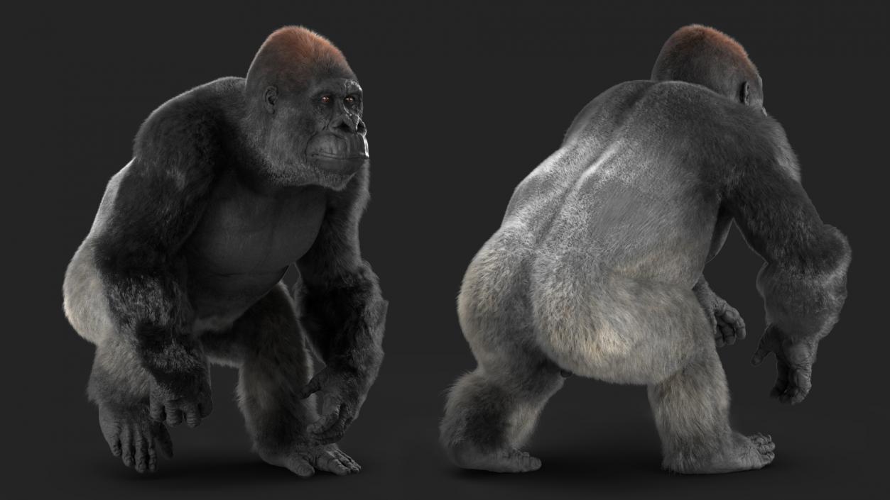 Gorilla Fur Animated Rigged 3D