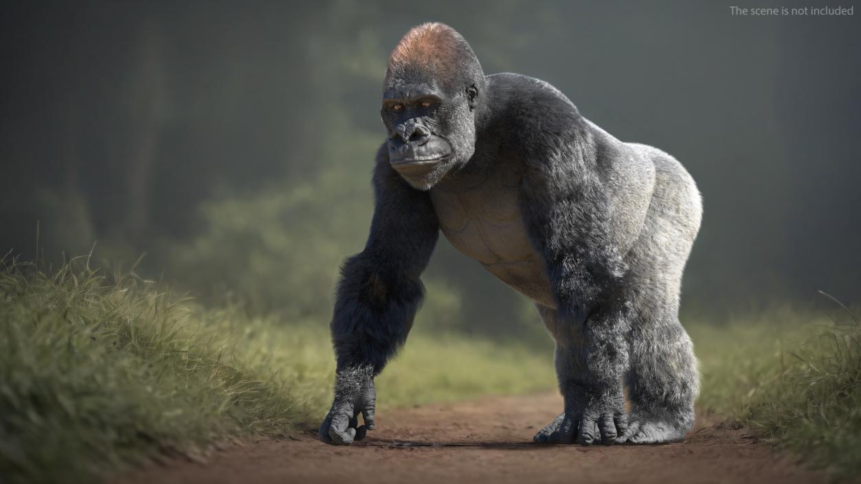 Gorilla Fur Animated Rigged 3D