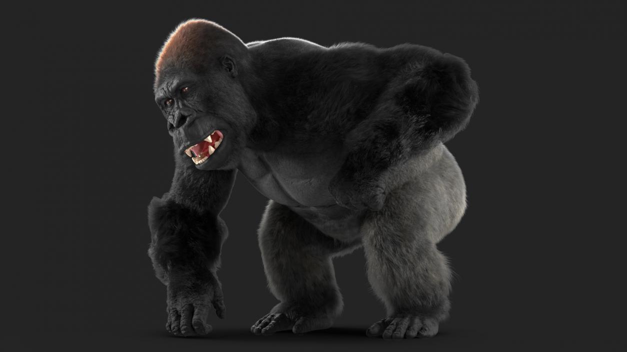 Gorilla Fur Animated Rigged 3D