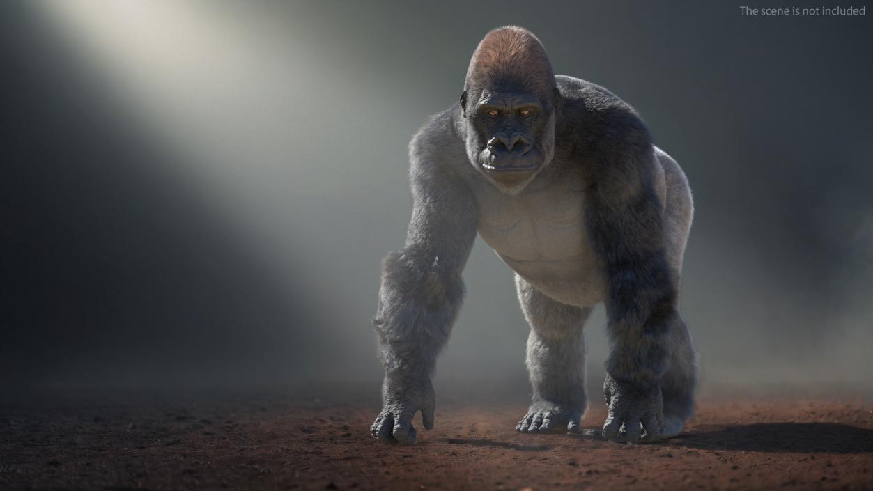 Gorilla Fur Animated Rigged 3D