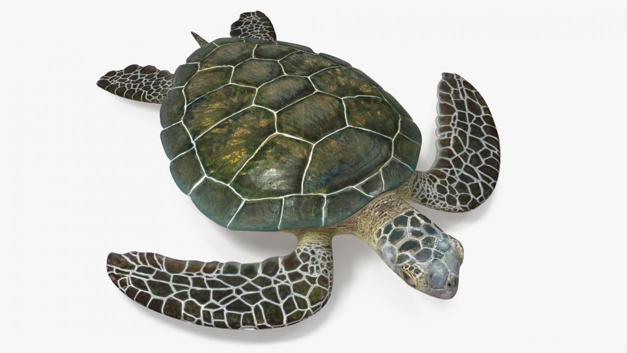 Green Turtle 3D