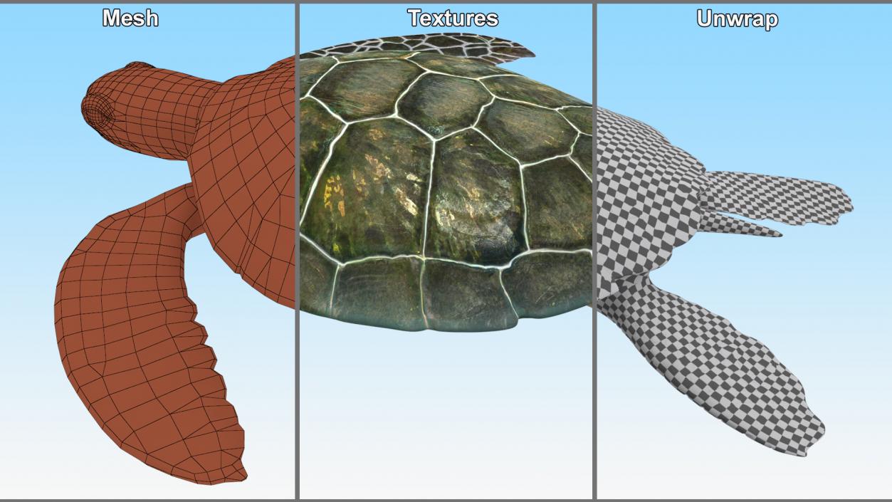 Green Turtle 3D