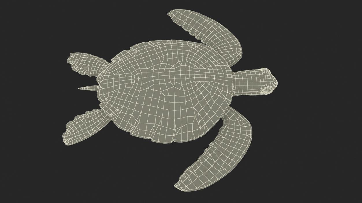 Green Turtle 3D