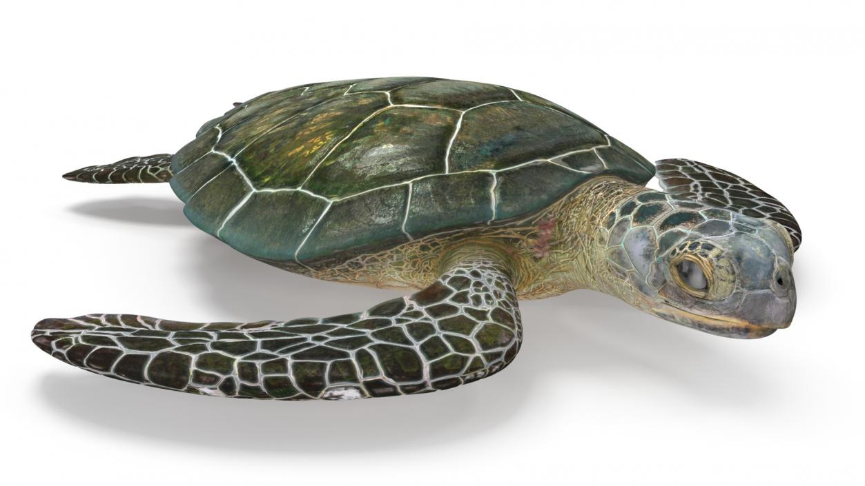 Green Turtle 3D