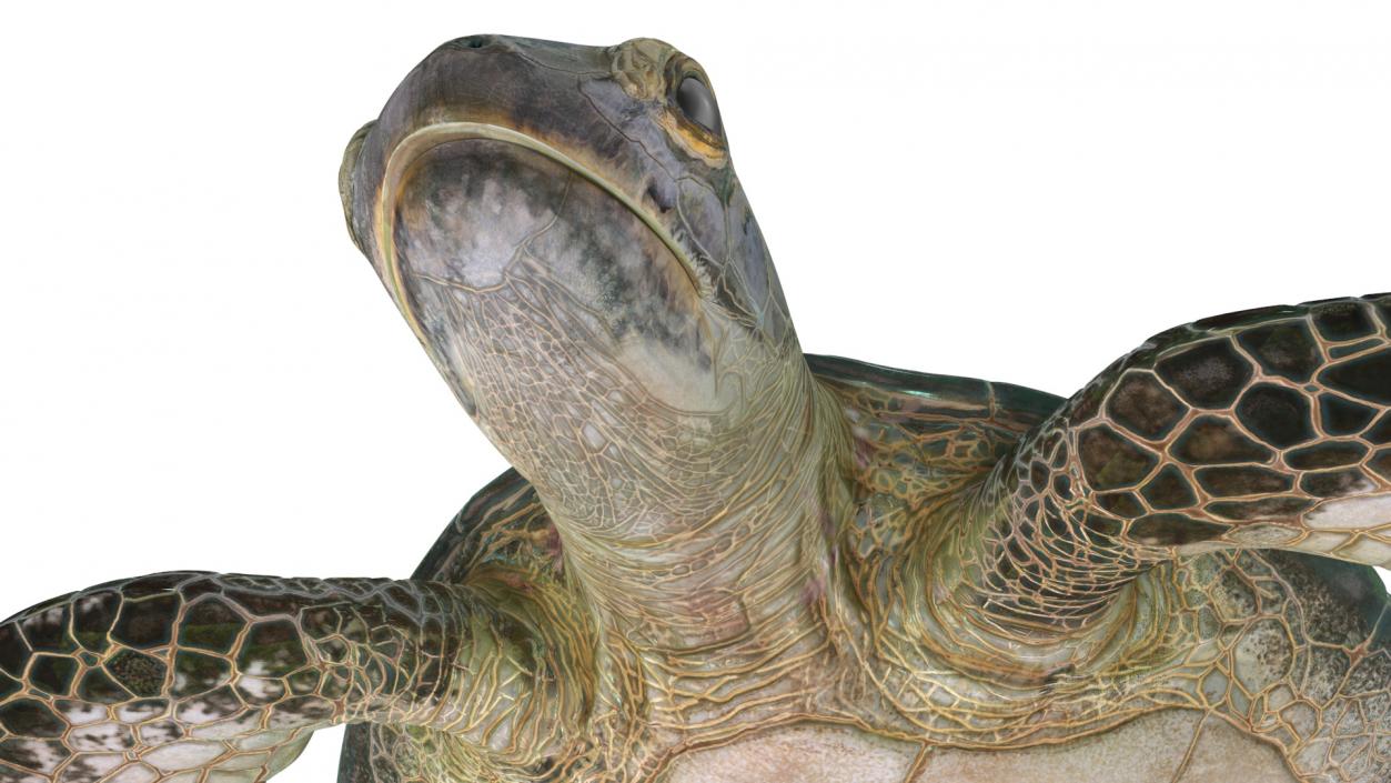 Green Turtle 3D