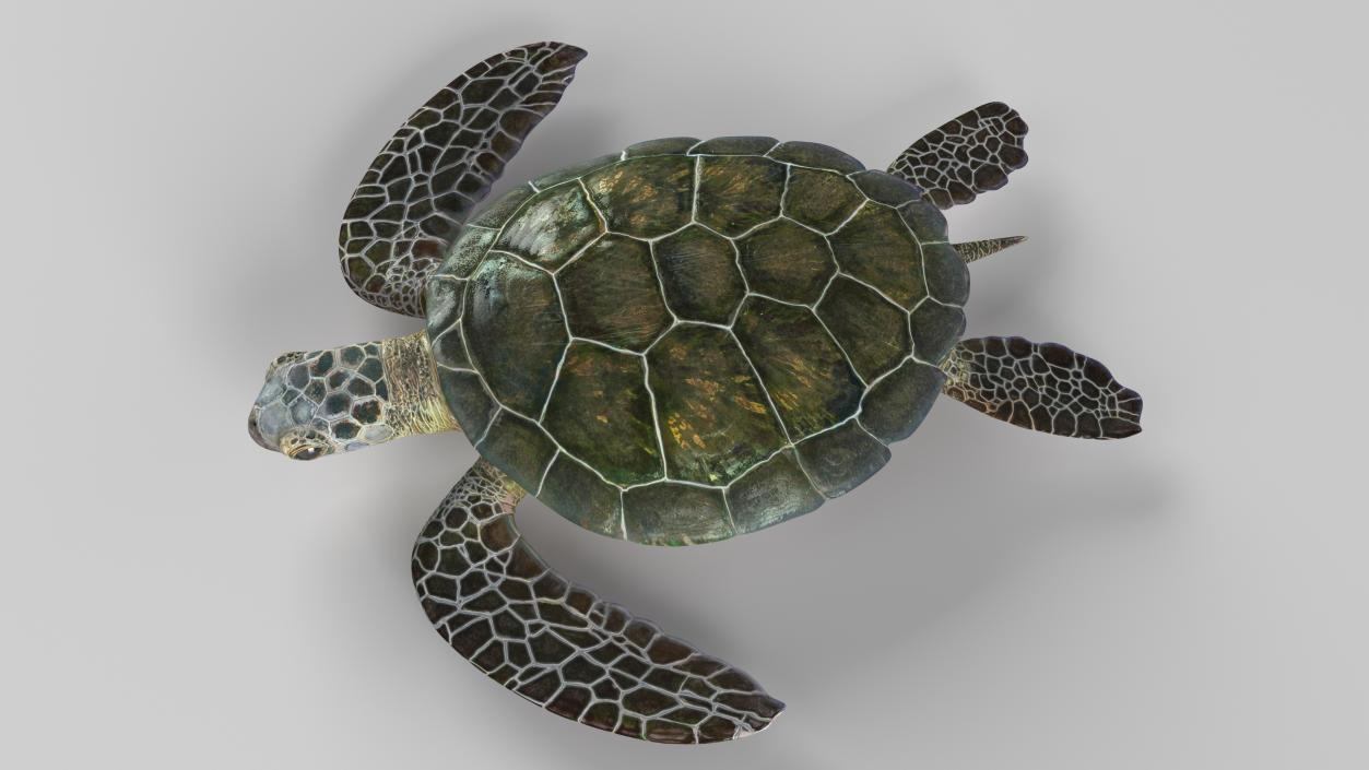 Green Turtle 3D