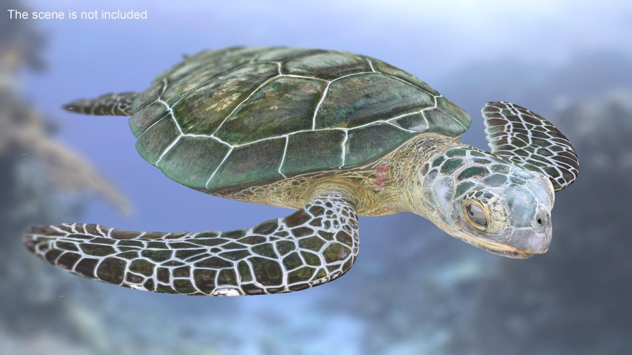 Green Turtle 3D