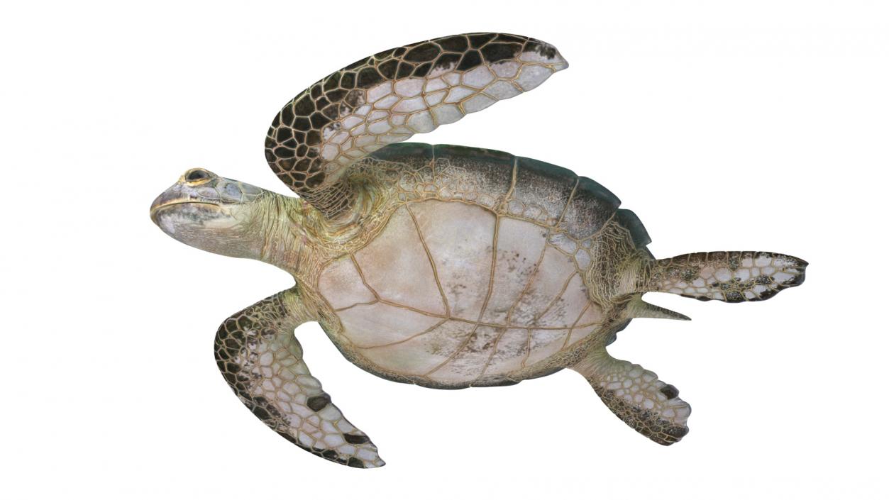 Green Turtle 3D