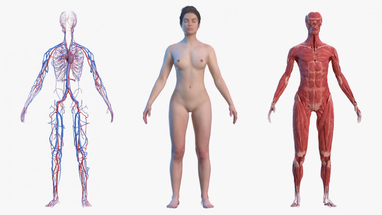 3D Complete Female and Kid Girl Anatomy Fur Collection