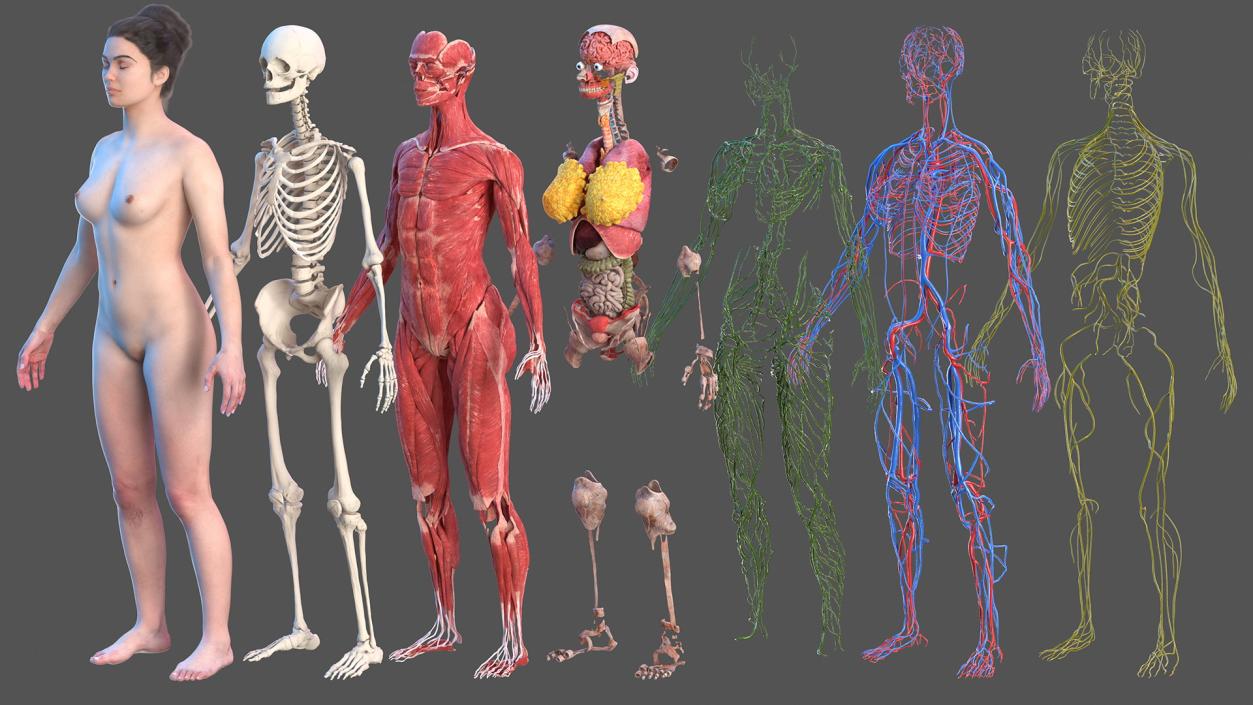 3D Complete Female and Kid Girl Anatomy Fur Collection