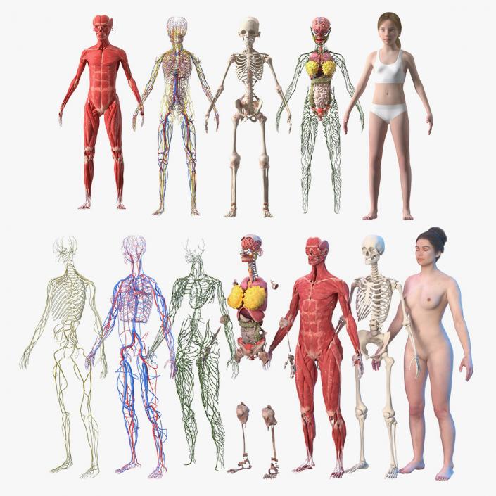 3D Complete Female and Kid Girl Anatomy Fur Collection