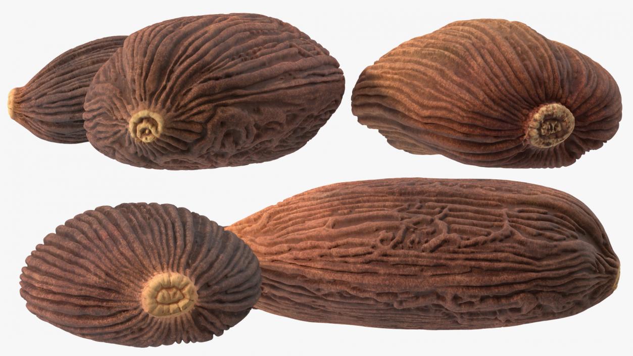 3D Dried Black Cardamom Fruit