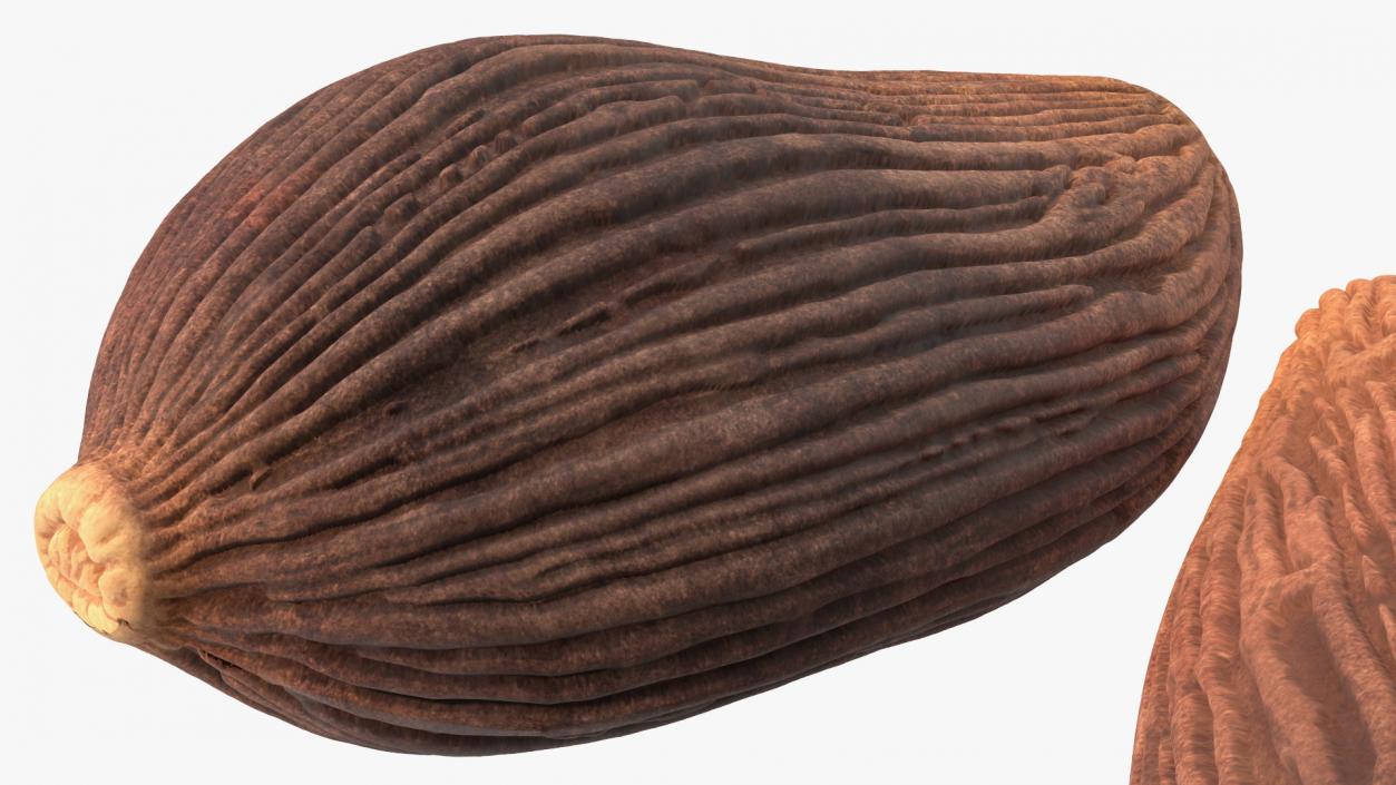 3D Dried Black Cardamom Fruit