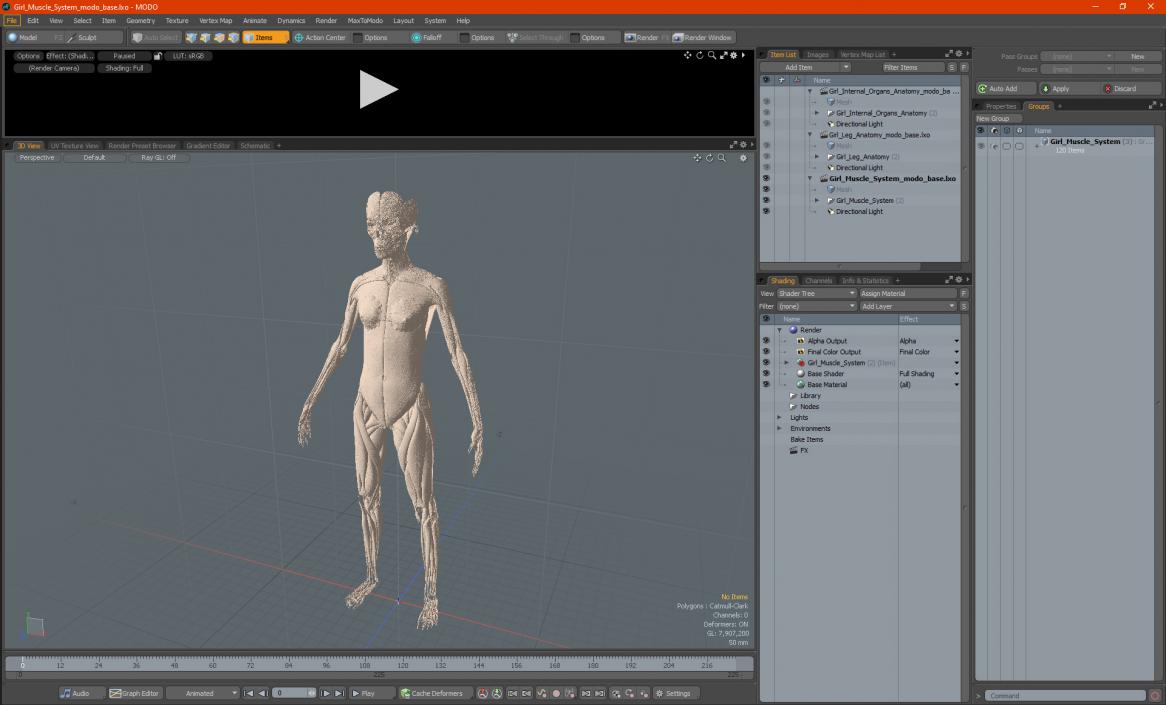 3D Girl Muscle System model