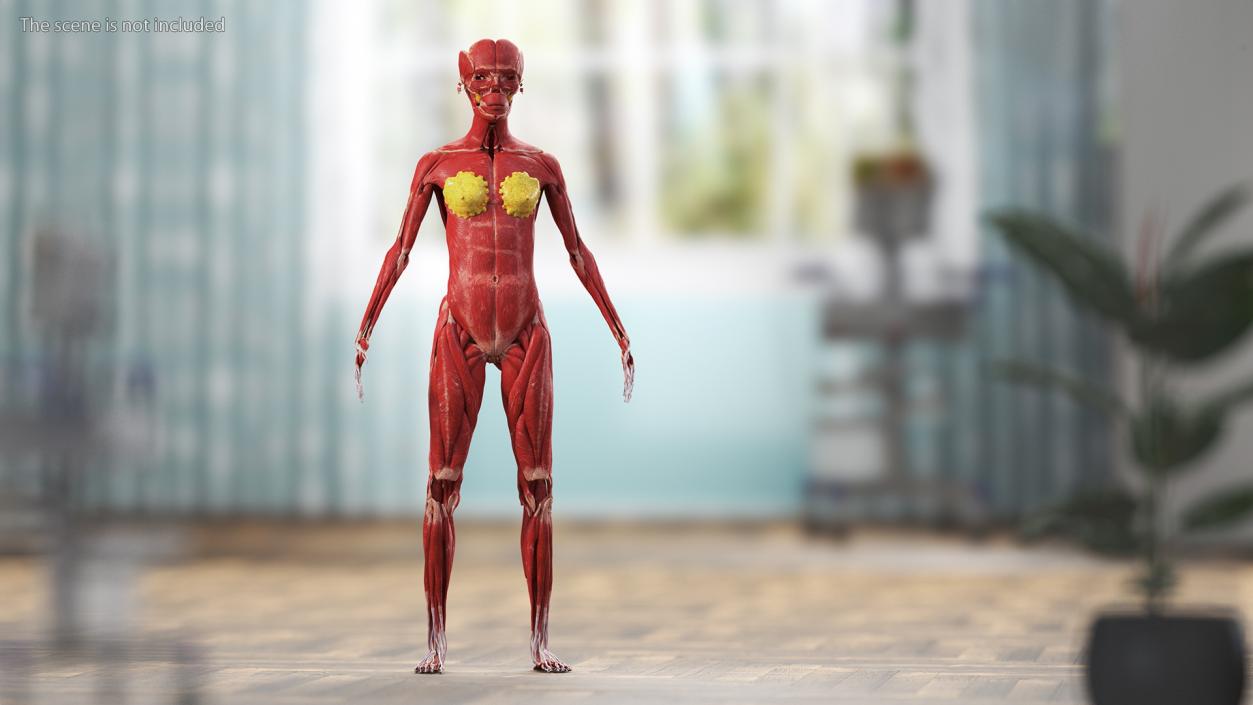 3D Girl Muscle System model