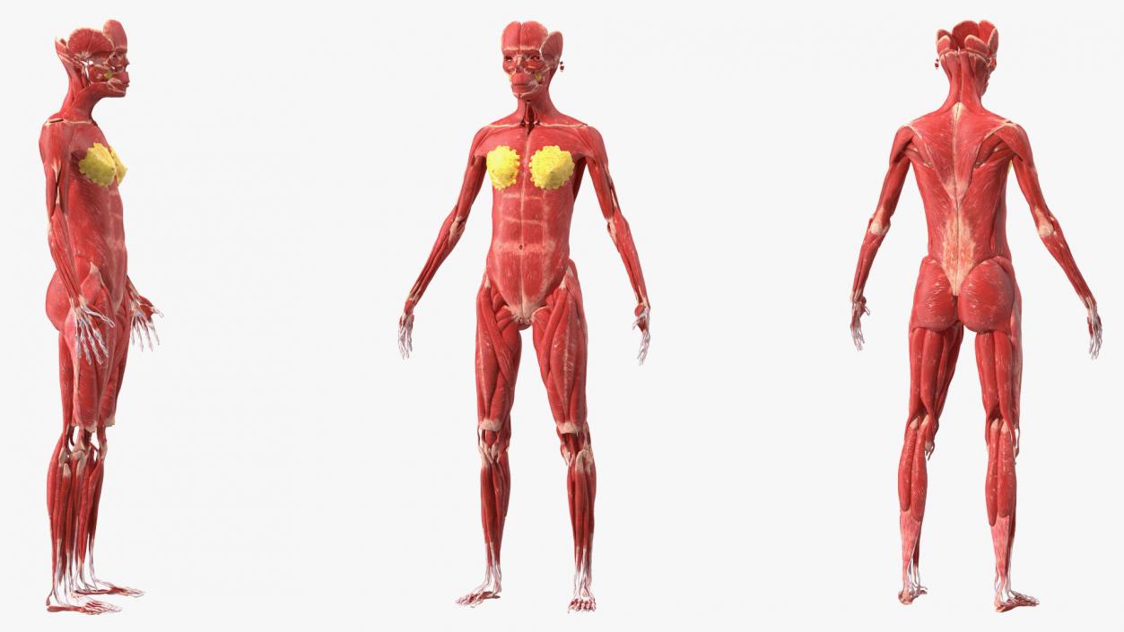 3D Girl Muscle System model