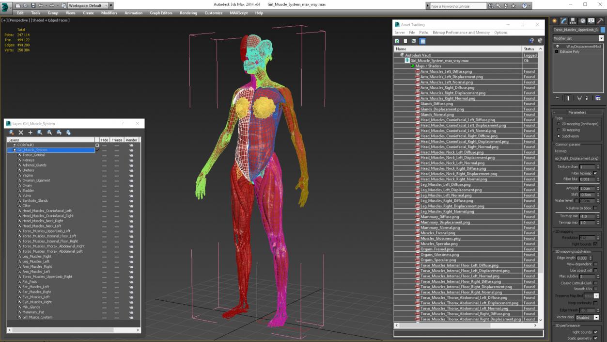 3D Girl Muscle System model