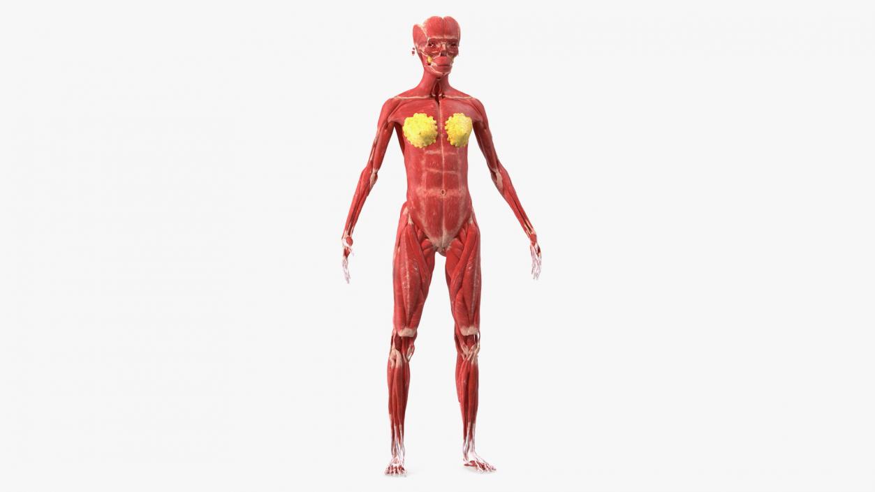 3D Girl Muscle System model