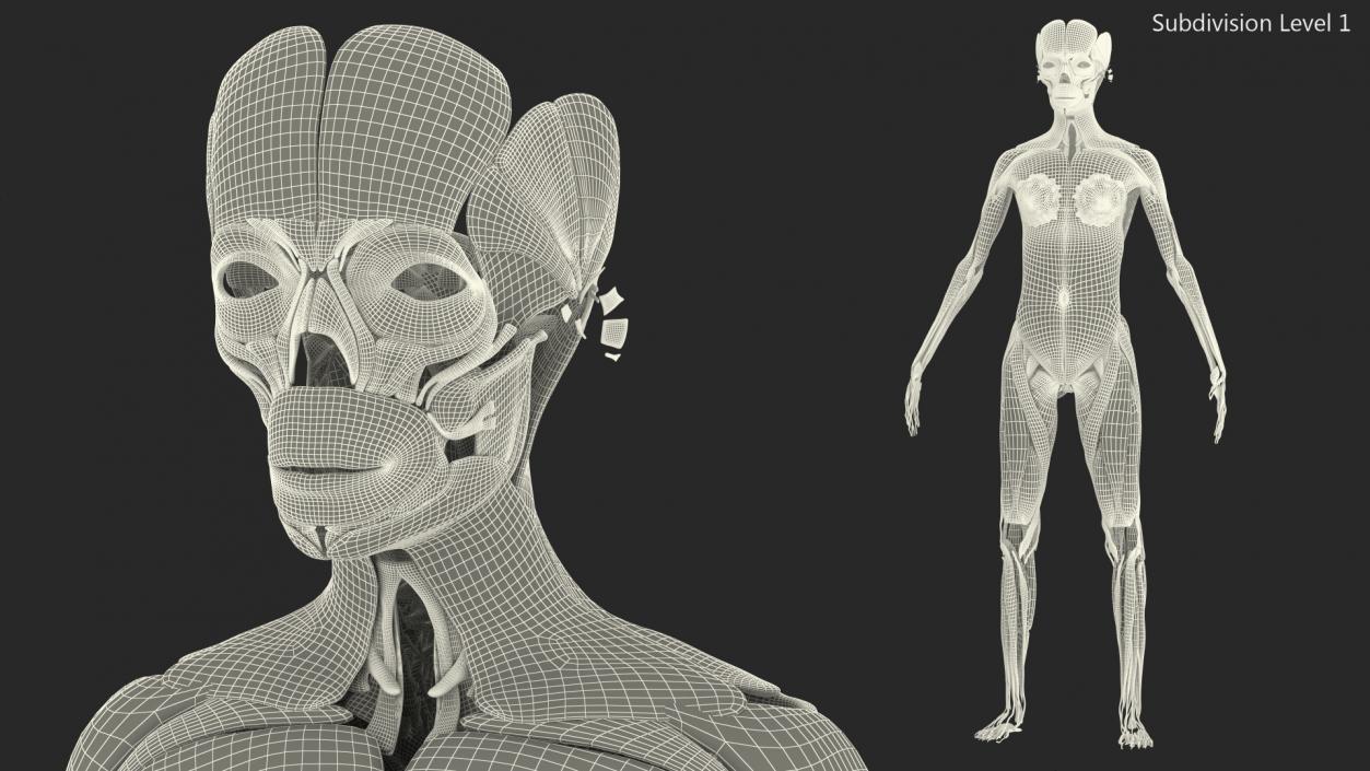 3D Girl Muscle System model