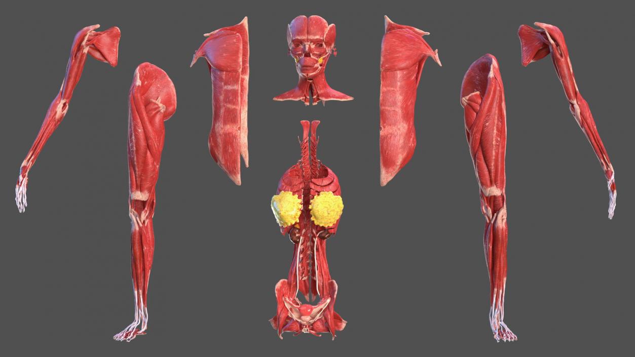 3D Girl Muscle System model