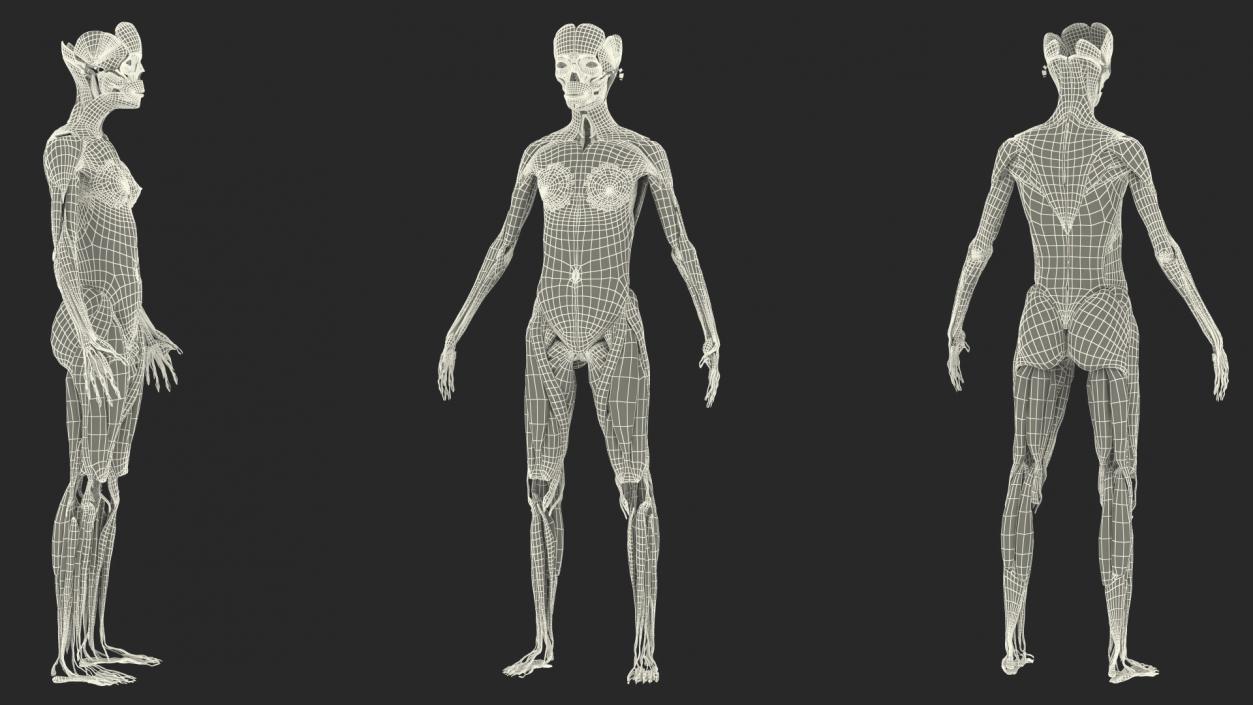 3D Girl Muscle System model