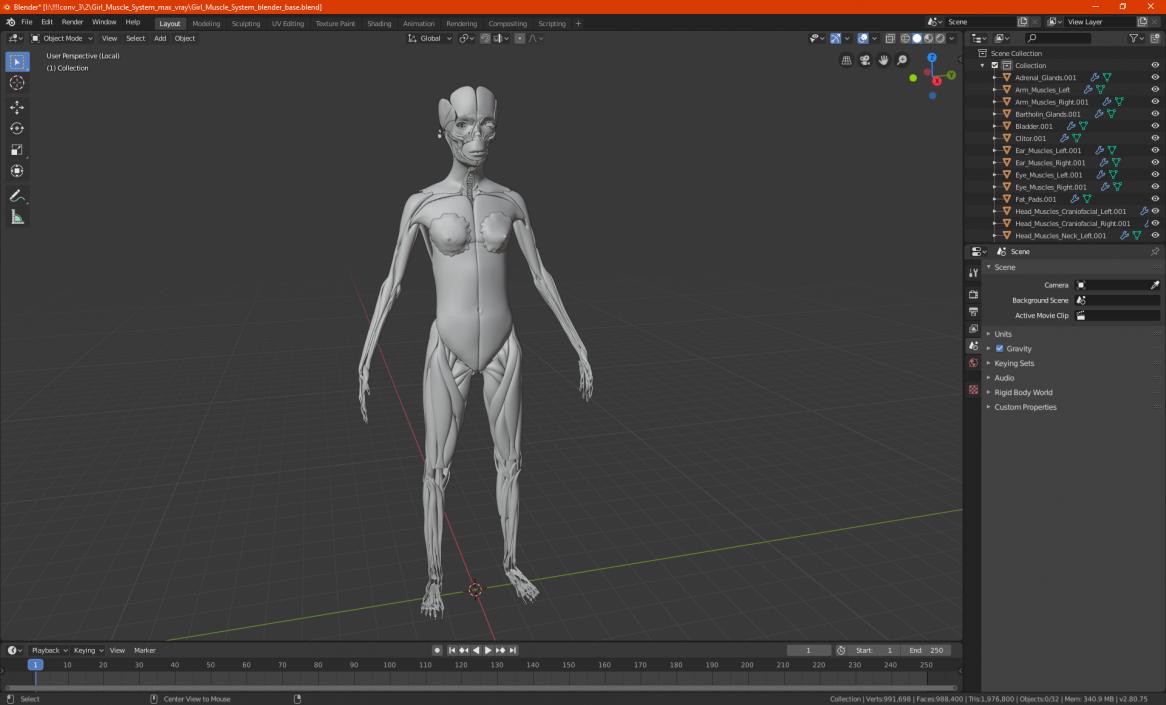 3D Girl Muscle System model