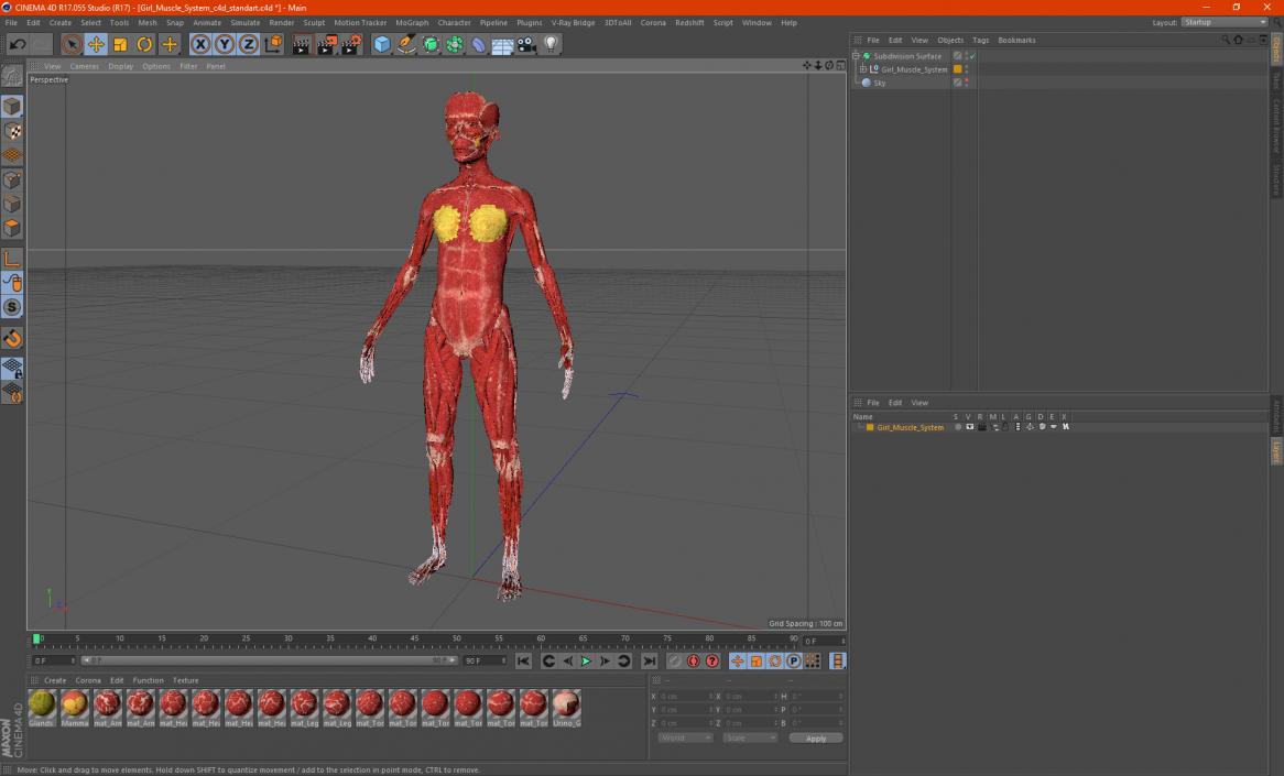 3D Girl Muscle System model