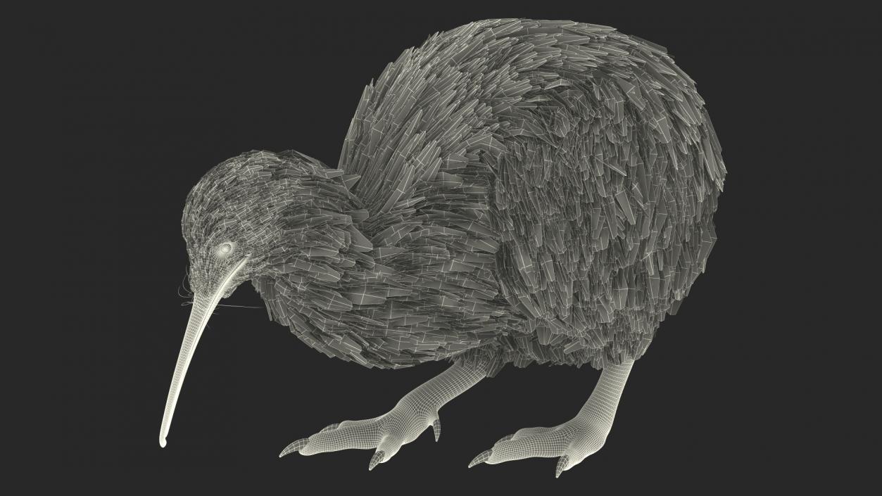 Cute Kiwi Bird 3D model