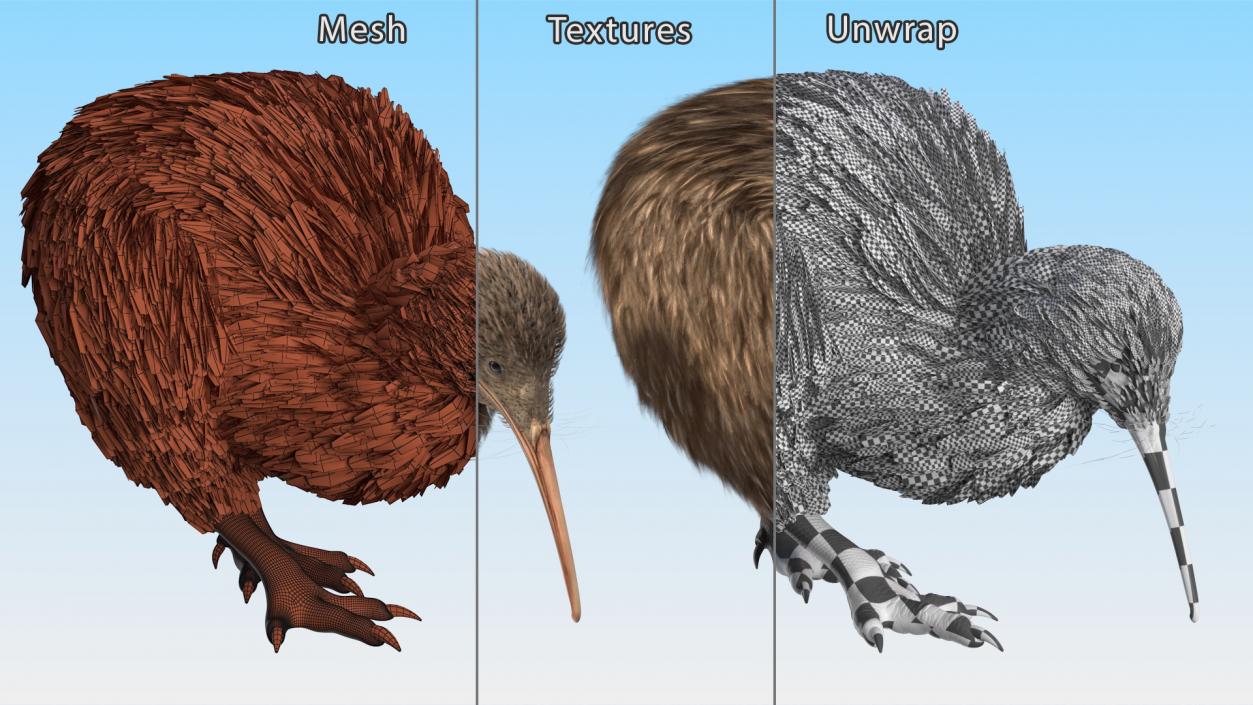 Cute Kiwi Bird 3D model