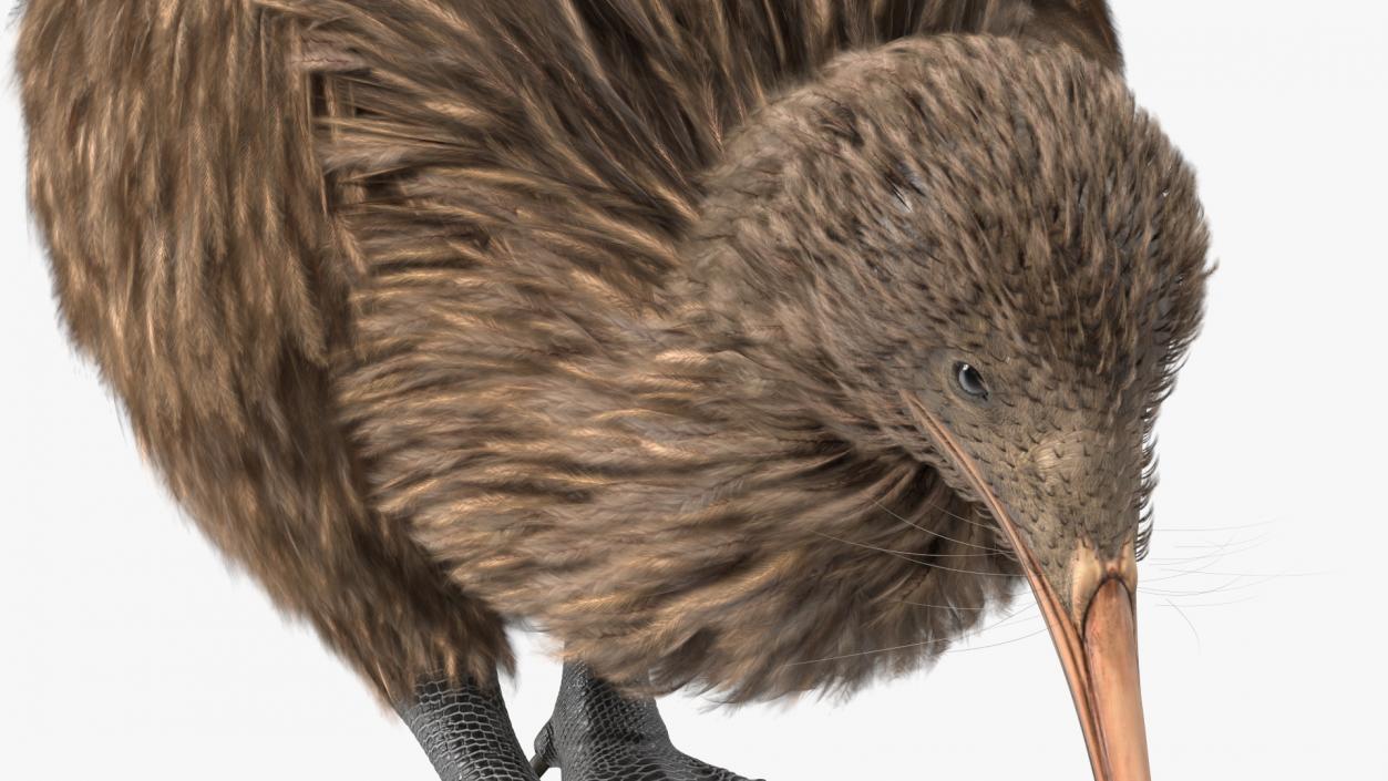 Cute Kiwi Bird 3D model