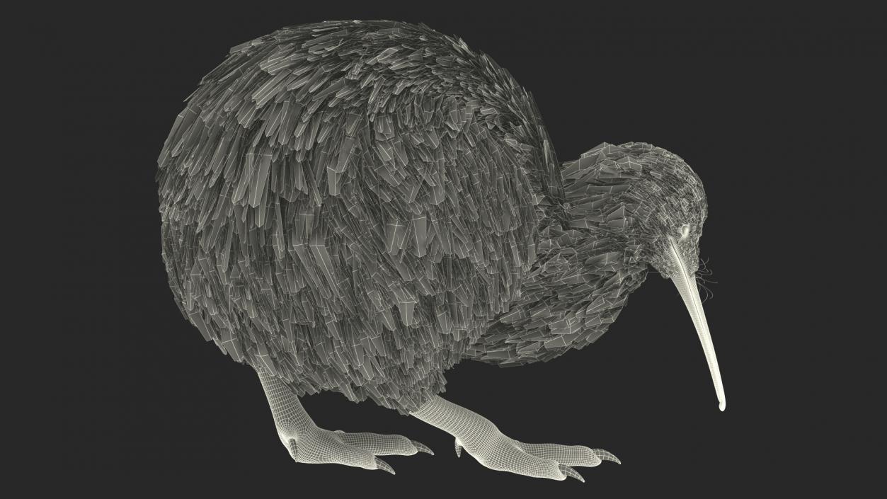 Cute Kiwi Bird 3D model