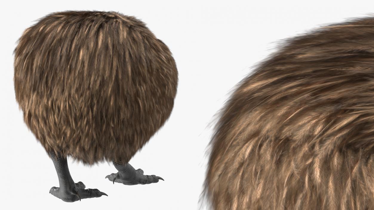 Cute Kiwi Bird 3D model