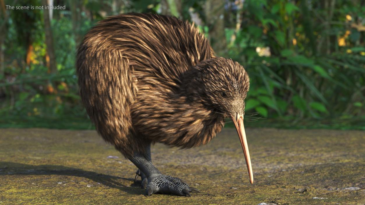 Cute Kiwi Bird 3D model