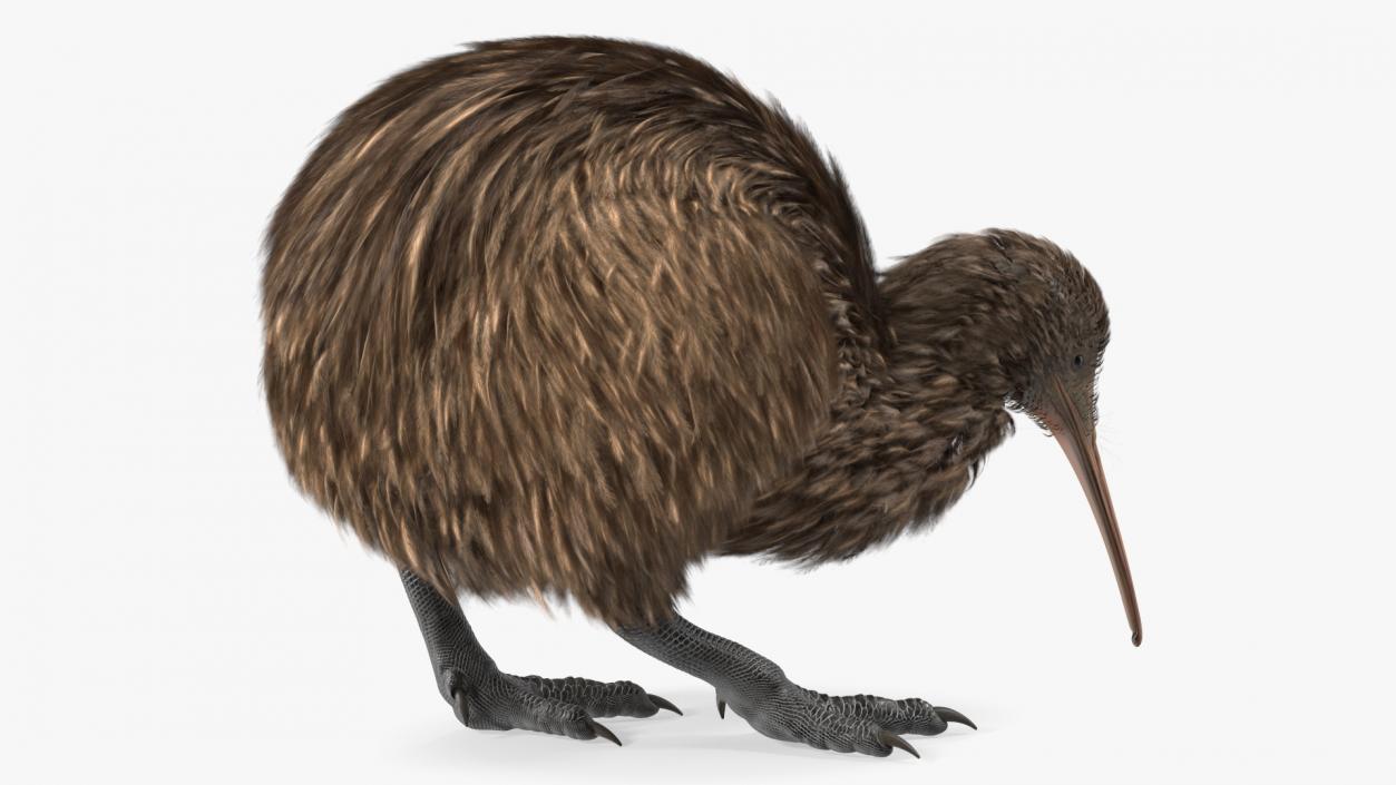 Cute Kiwi Bird 3D model