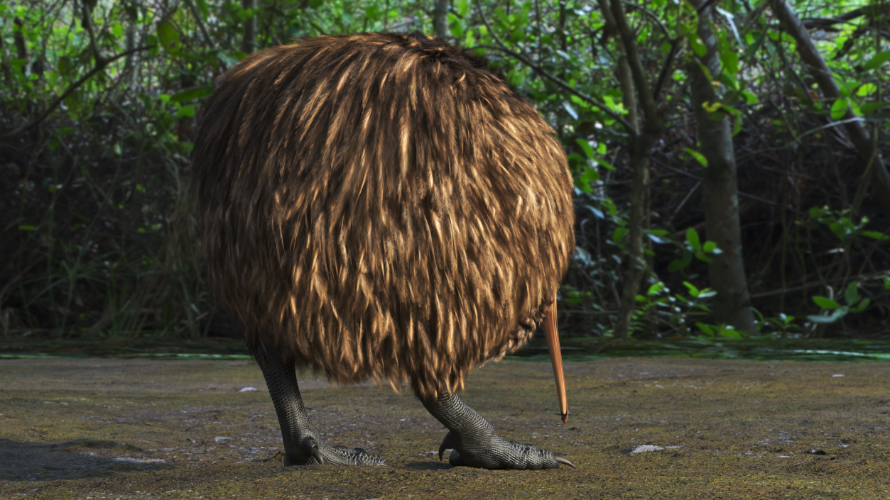 Cute Kiwi Bird 3D model