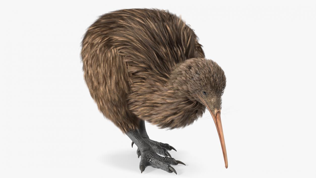 Cute Kiwi Bird 3D model