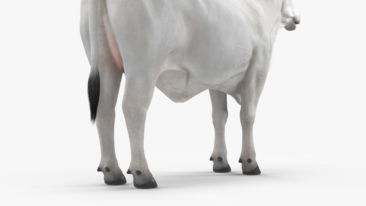 3D Nelore Cow Female Fur