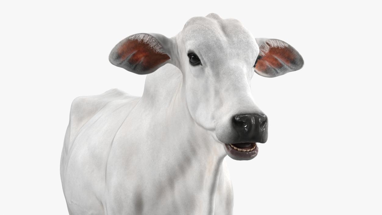 3D Nelore Cow Female Fur