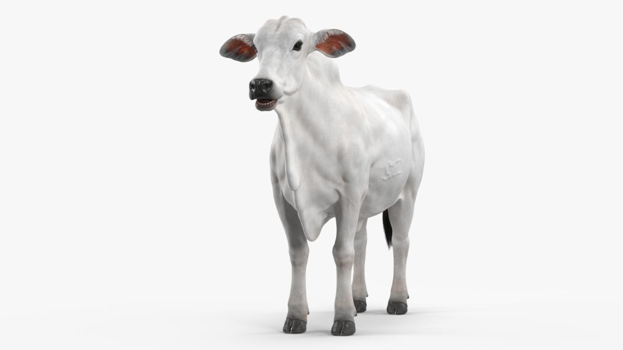 3D Nelore Cow Female Fur