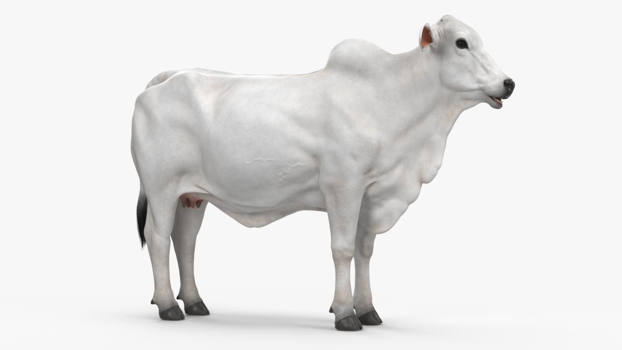 3D Nelore Cow Female Fur