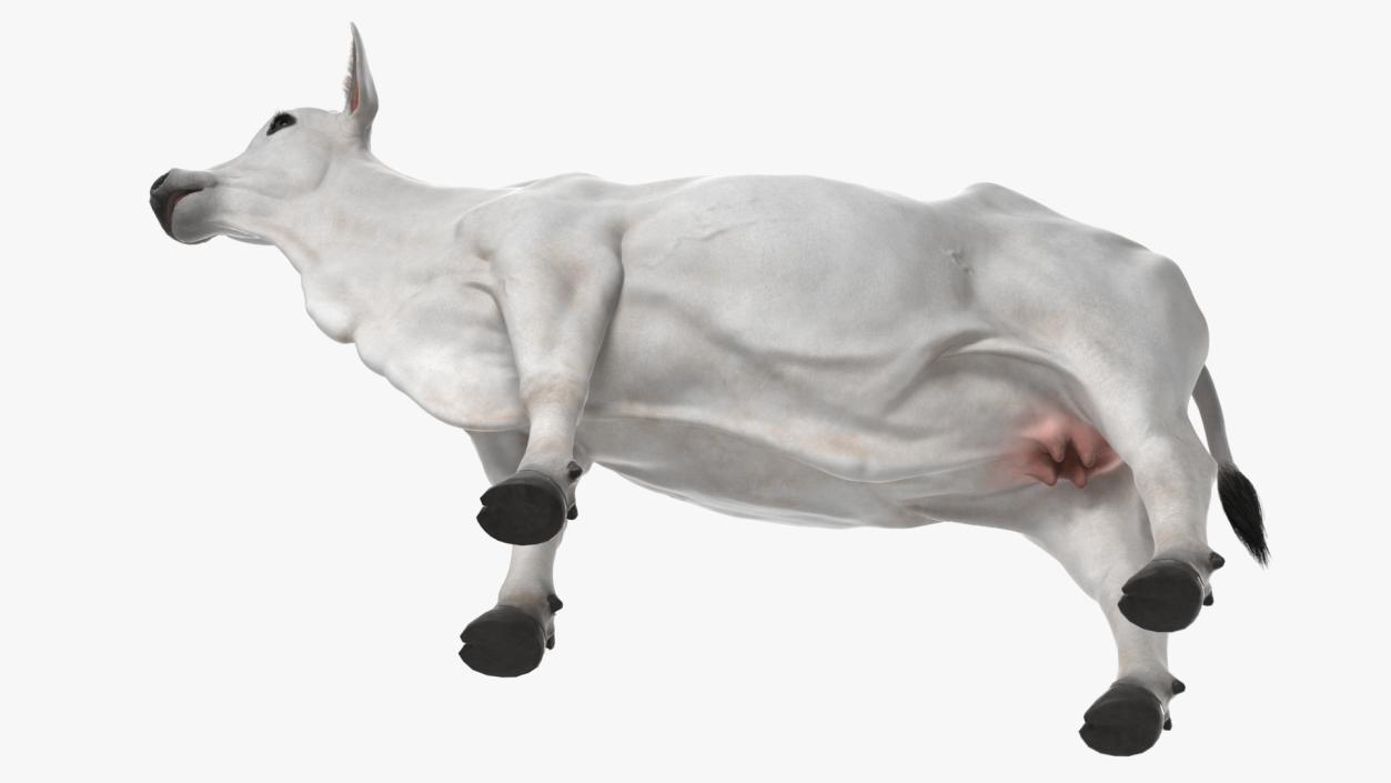 3D Nelore Cow Female Fur