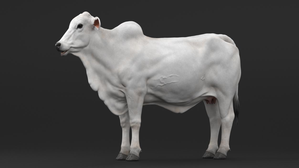 3D Nelore Cow Female Fur